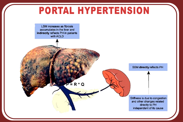 Causes Portal